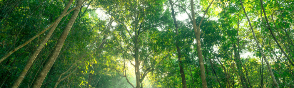 Carbon Footprint 1